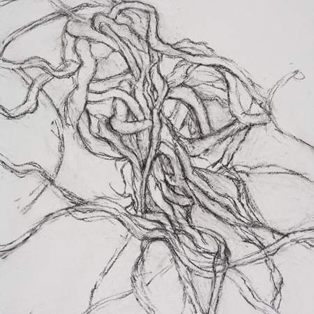 Entangled #3 - charcoal on paper, 22 in x 30 in