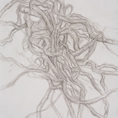 Entangled #4 - pastel on paper, 22 in x 30 in